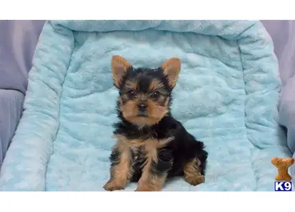 Yorkshire Terrier