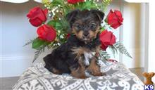 yorkshire terrier puppy posted by harley1fitzgerald1