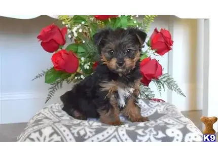 Yorkshire Terrier