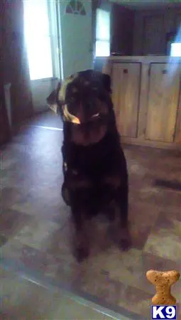 Rottweiler