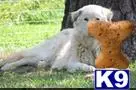 Great Pyrenees stud dog