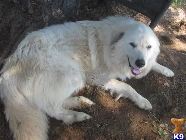 Great Pyrenees stud dog