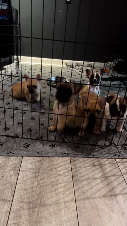 French Bulldog puppy for sale: Error: Operation returned an invalid status code BadRequest<br/>Stack Trace:    at Microsoft.Azure.CognitiveServices.Vision.ComputerVision.ComputerVisionClient.<DescribeImageInStreamWithHttpMessagesAsync>d__41.MoveNext()
--- End of stack trace from previous location where exception was thrown ---
   at System.Runtime.ExceptionServices.ExceptionDispatchInfo.Throw()
   at System.Runtime.CompilerServices.TaskAwaiter.HandleNonSuccessAndD