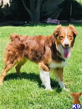 Australian Shepherd stud dog