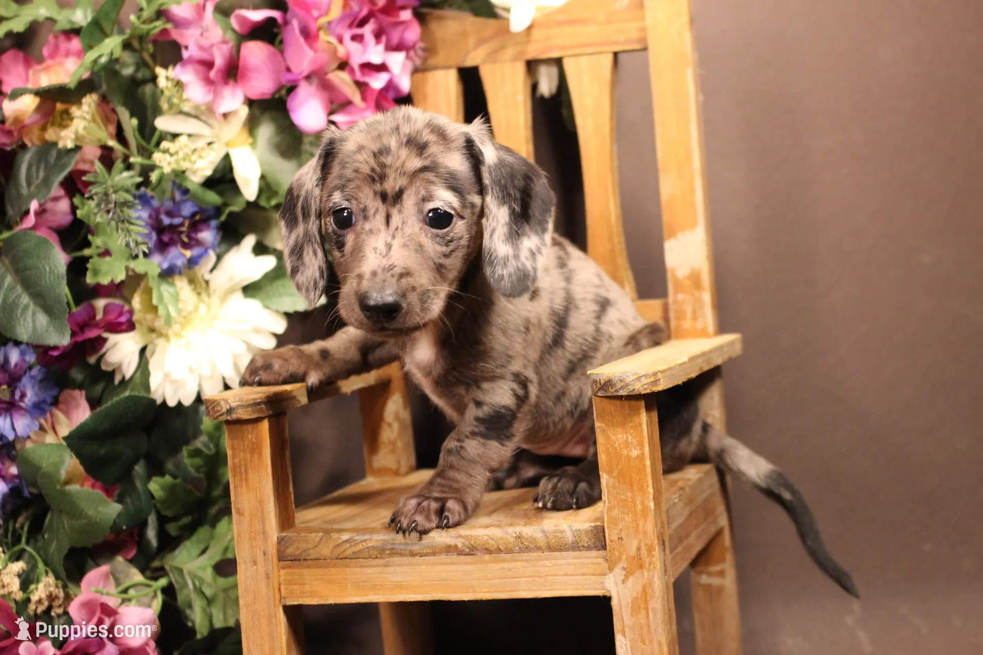 Dachshund puppy for sale: Brindle Dachshund puppy sitting on a small wooden chair