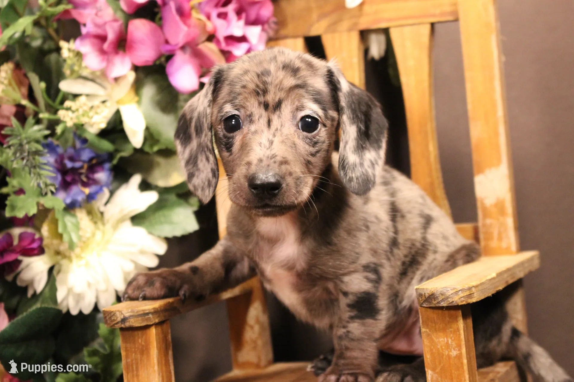 Dachshund puppy for sale: Dappled Dachshund puppy sitting on a wooden chair with flowers