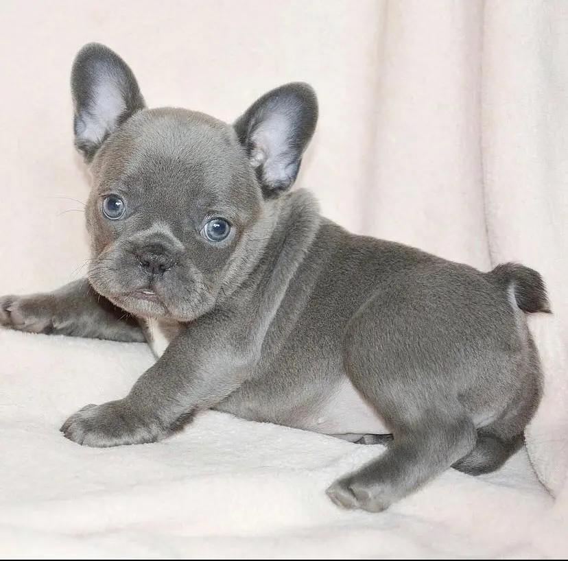 French Bulldog puppy for sale: Blue French Bulldog puppy lying on a soft beige blanket