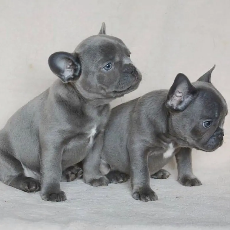 French Bulldog puppy for sale: Two blue French Bulldog puppies sitting side by side