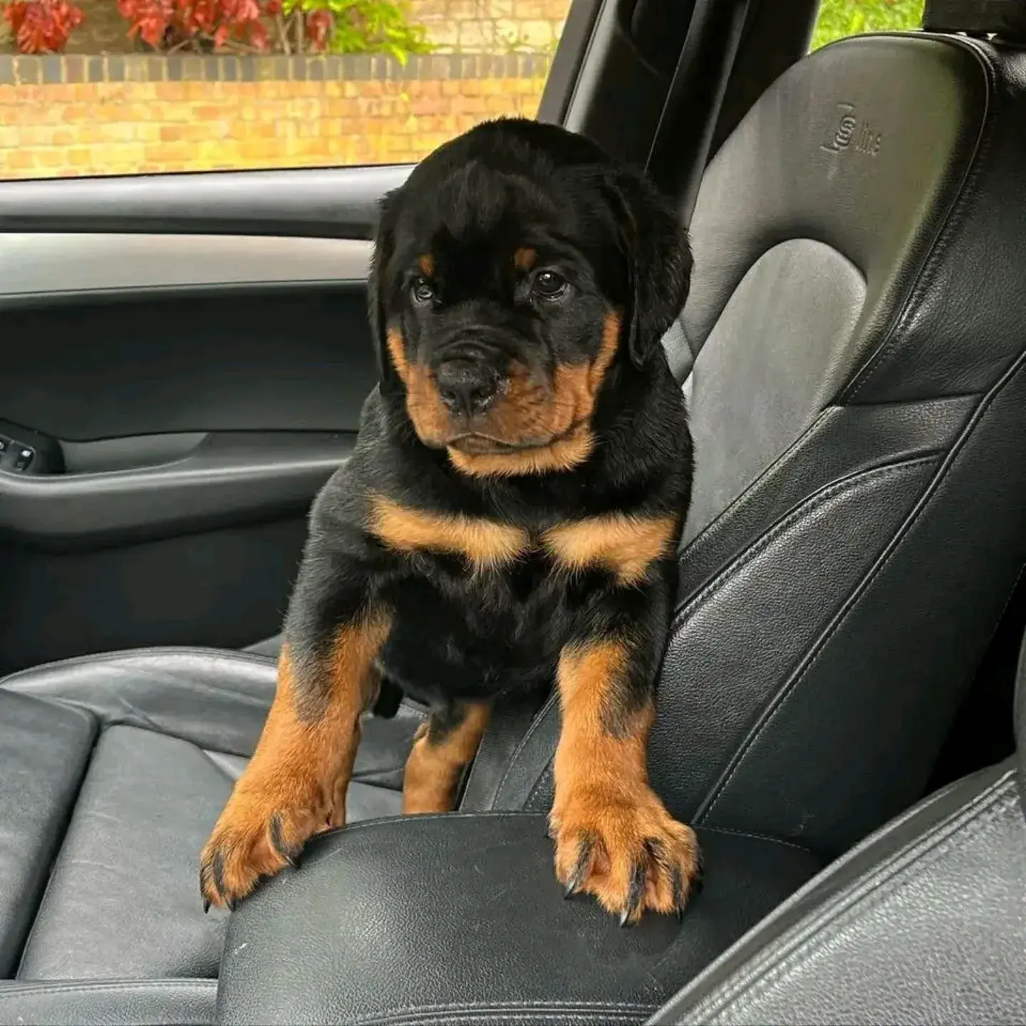 Rottweiler puppy for sale: Rottweiler puppy sitting on a car seat with a curious expression
