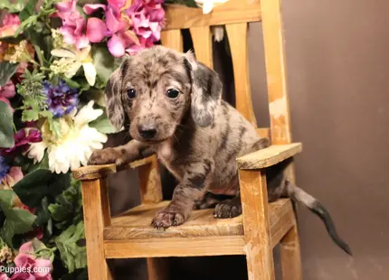 Dachshund puppy for sale: Brindle Dachshund puppy sitting on a small wooden chair