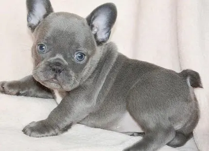 French Bulldog puppy for sale: Blue French Bulldog puppy lying on a soft beige blanket