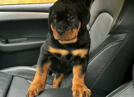 Rottweiler puppy for sale: Rottweiler puppy sitting on a car seat with curious expression