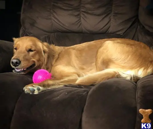 Golden Retriever female dog