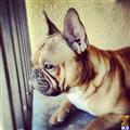 French Bulldog stud dog: Brindle French Bulldog lying down, looking out from a porch