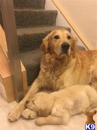 Golden Retriever stud dog