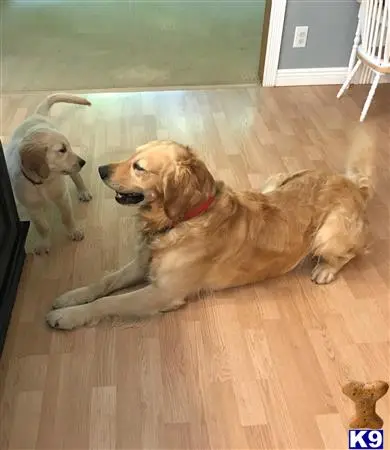 Golden Retriever stud dog