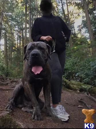 Mastiff stud dog: a person and a mastiff dog in the woods