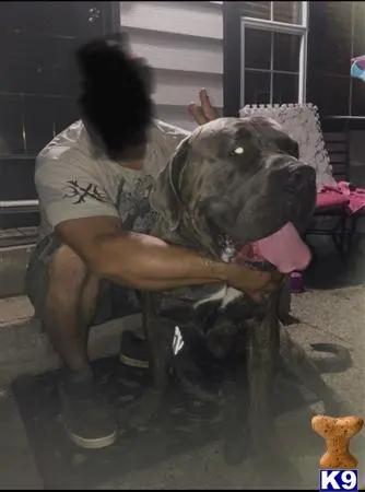 Mastiff stud dog: a person sitting on a chair with a bear