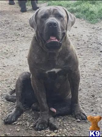 Mastiff stud dog: a mastiff dog sitting on the ground