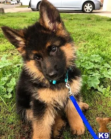 German Shepherd stud dog