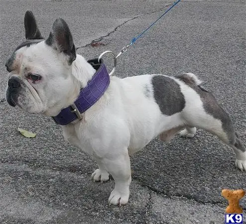 French Bulldog stud dog