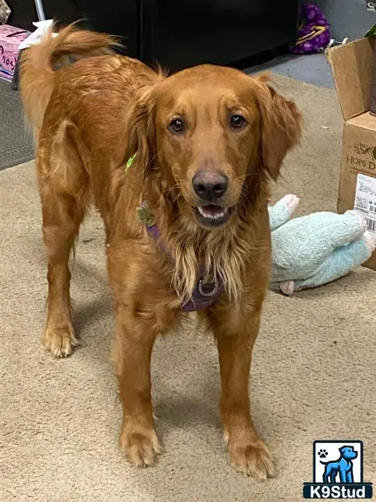 Golden Retriever female dog