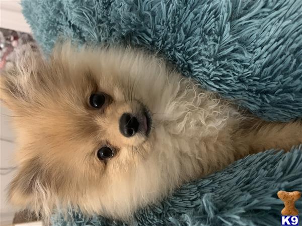 a pomeranian dog wearing a knitted hat