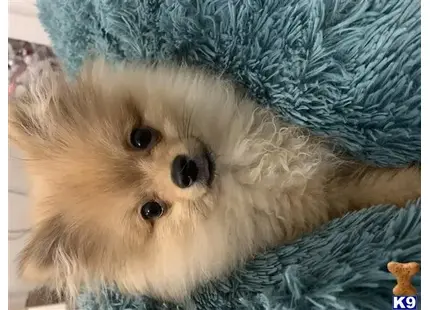 Pomeranian