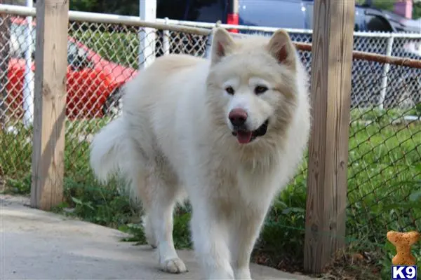 Alaskan Malamute