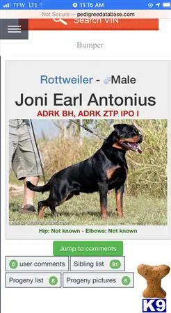 Rottweiler stud dog: text