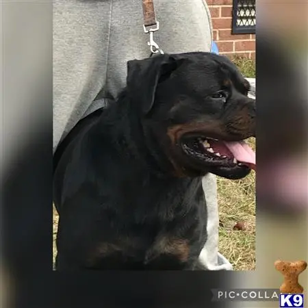 Rottweiler stud dog: a rottweiler dog with its mouth open