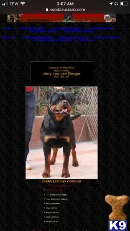 Rottweiler stud dog: a screenshot of a rottweiler dog