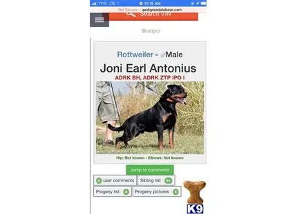 Rottweiler stud dog: text