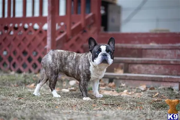 French Bulldog stud dog