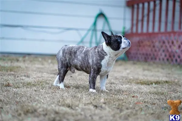 French Bulldog stud dog