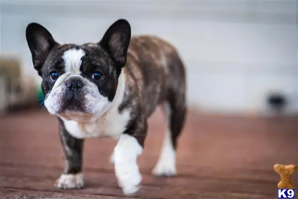 French Bulldog stud dog