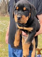 rottweiler puppy posted by hasertyas
