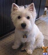 west highland white terrier puppy posted by haservas