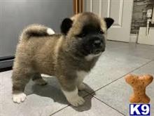 akita puppy posted by haskinger