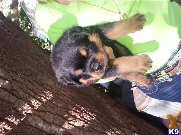 Rottweiler puppy for sale