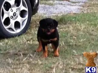 Rottweiler puppy for sale