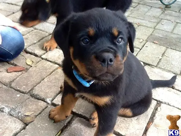 Rottweiler puppy for sale