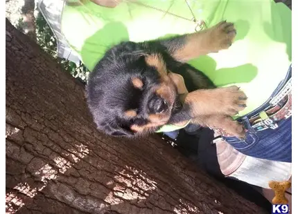 Rottweiler