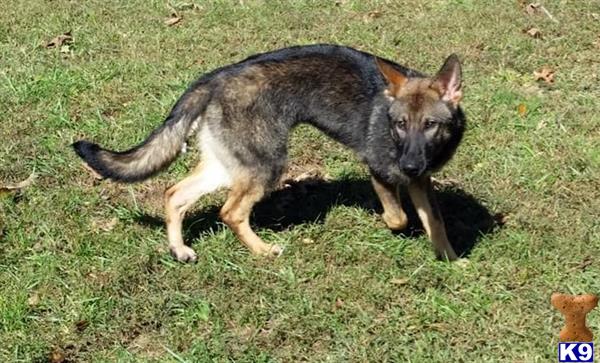 German Shepherd dog