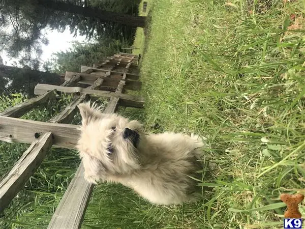Havanese stud dog: a havanese dog lying on grass