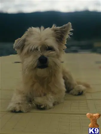 Havanese stud dog: a havanese dog sitting on a wood surface