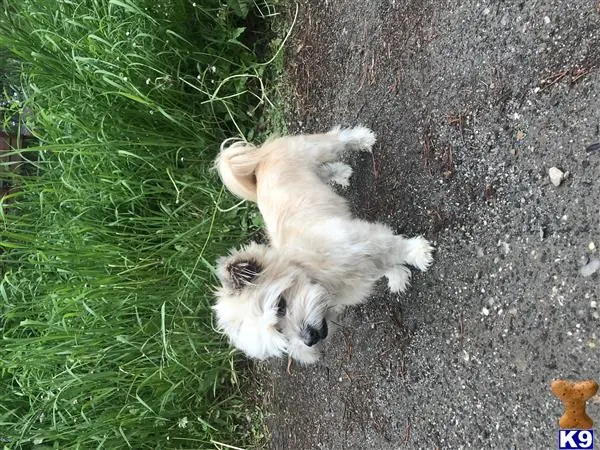 Havanese stud dog: a havanese dog lying on the ground