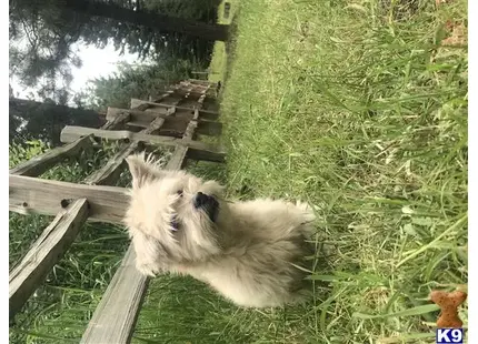 Havanese stud dog: a havanese dog lying on grass