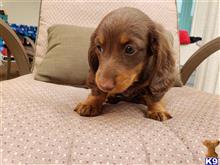 dachshund puppy posted by havardt
