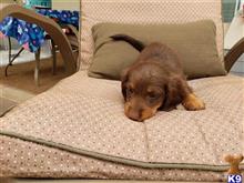 dachshund puppy posted by havardt